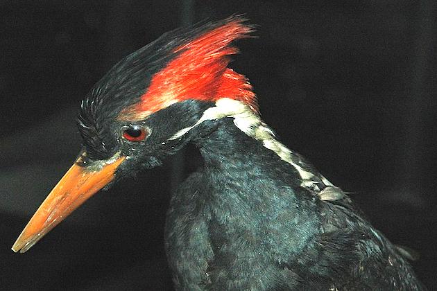 Ivory Billed Woodpecker 22 Other Species Declared Extinct By Us Newssegments 