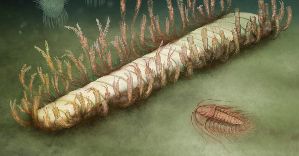 Fossil Reveals Ancient Seafloor Communities - Newssegments